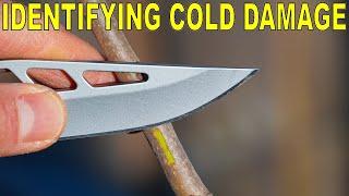 Identifying Cold Damage On Trees And How To Fix It