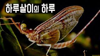 애벌레만 3년 '하루살이'