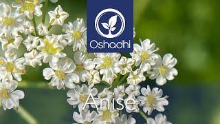 Anise (Pimpinella Anisum) | Essential-Oil-Plant Portrait by Dr. Malte Hozzel