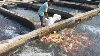 SERU, BUDIDAYA IKAN KOI DAN NILA DIKOLAM AIR DERAS BOGOR