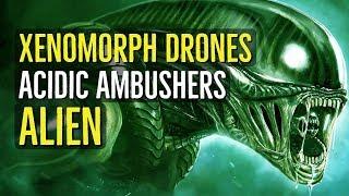 Xenomorph Drones (ALIEN) Creatures Explained