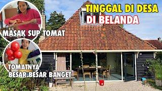 HIDUP DI DESA BELANDA | BURU BURU MASAK SUP TOMAT UNTUK MAKAN SIANG