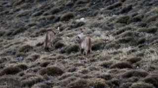 Meeting the puma - Wildlife Safari in Torres del Paine National Park, Patagonia