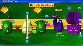 CBSE Class 11 Biology || Photosynthesis in Higher Plants || Full Chapter || By Shiksha House
