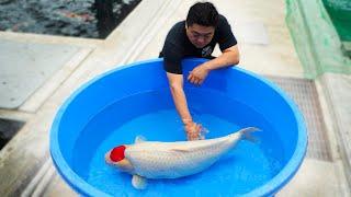 Breeding The Most Expensive Koi Fish In The World!