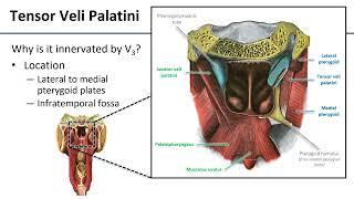 Soft Palate