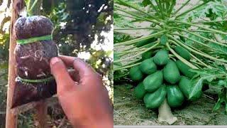 Apply Papaya With Crush Wood ( Garden and Home )