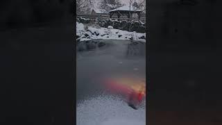 It's a cold winter morning here in Denver, Colorado. #koi #koifishpond #winter #ice