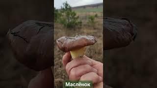 Маслёнок