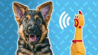 5 Sonido de Juguete de Perro - Sonidos para Perros Reaccionar de Inmediato