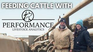 Feeding cattle with Performance Beef | Day in the life of a 27 year old farmer