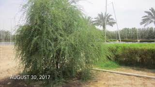 Time laps amazing the growth of a Ghaf tree in Dubai with Groasis Waterboxx®