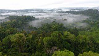 Did You Know: Why are Rainforests so Important? | Encyclopaedia Britannica