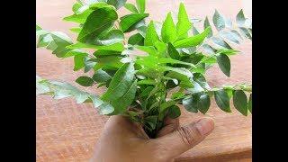 How To Store Curry Leaves Fresh For A Month In The Fridge - Kitchen Tips - Skinny Recipes