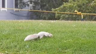 The white squirrel of Bunker Hill, Part 1.