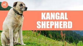 Kangal Shepherd: All About This Dog Breed With Strongest Bite Force