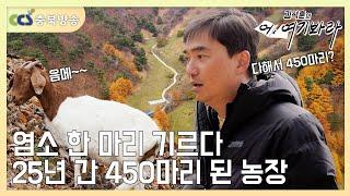 한 마리 기르다 25년 동안 무려 450마리가 되었다는 염소 농장 [김석훈의 어! 여기봐라]