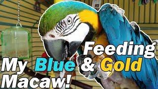 FMPF: My macaw is a little spoiled...