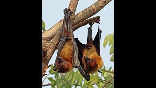 The Mysterious Life Cycle of Bats Uncovered |Animal | Nature | Bat