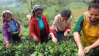 Traveling with family. Kandy Tea Plants | Ceylon Tea | Best tea in the world #Tea #srilanka