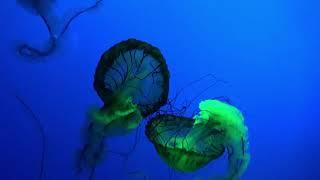 Jellyfish Floating Underwater Deep Ocean | Video 4K Free HD Stock Footage - No Copyright