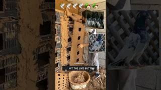 vlog_Day 188   kabutar Ka Ghar Is Tarah Se bnao pigeon home#shots #piegion#bird#pets#viral