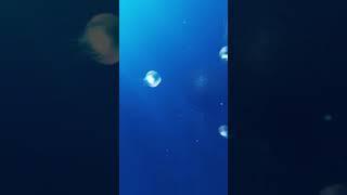 Sea jellyfish