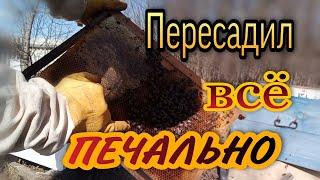 Весенняя ревизия пчел. Пересаживаю в новые улья. Слабые семьи