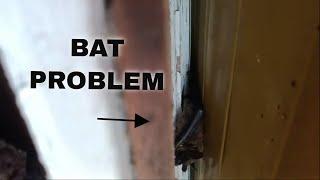 Bats Behind Fascia Trim