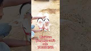 Minitur punganur cows for sale 7993104742