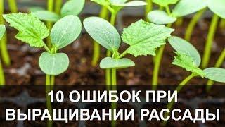 10 Самых Серьезных Ошибок при Выращивании Рассады