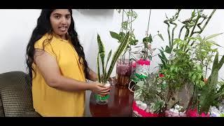 Water plants for indoor