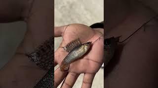 Micro Fishing!  Is this an Aquarium Fish?