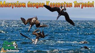 Keren Burung Berkaki Biru Yang Pandai Menyelam Seperti Terpedo jpg