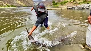 Monster Fish: Chasing 10-foot Sturgeon in Hells Canyon (4K)