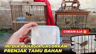 TAU GINI GAK PERLU BELI GACORANCARA GACORKAN PRENJAK TAMU BAHAN