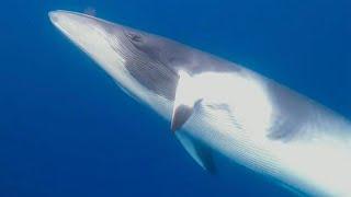 Diver Swims Next To Minke Whale (AMAZING CLOSE ENCOUNTERS)