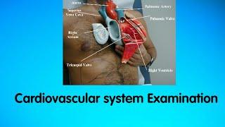 Clinical Examination of Cardiovascular system|| JVP || Auscultation