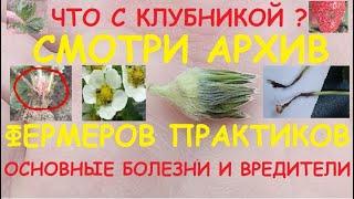 БОЛЕЗНИ И ВРЕДИТЕЛИ КЛУБНИКИ. АРХИВ ФЕРМЕРОВ ПРАКТИКОВ !!!