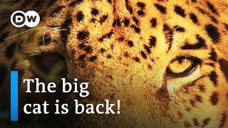 Argentina: Return of the jaguars | DW Documentary [Nature Documentary]