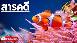 สารคดีสัตว์โลก มหัศจรรย์แห่งท้องทะเลฟิลิปปินส์ | สารคดีปลา สารดีใต้ทะเล สารคดีพากย์ไทย