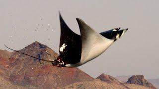 Mobula Rays belly flop to attract a mate - Shark: Episode 2 Preview - BBC