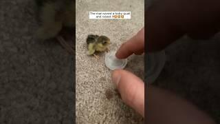 The man saved a baby quail and raised it #shorts