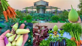 Massive Organic Vegetables Harvesting From My Terrace Garden // Harvesting Organic Vegetables