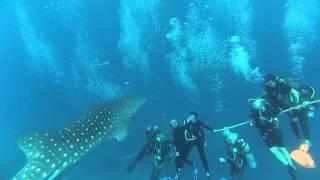 Curious whale shark watches divers doing safety stop