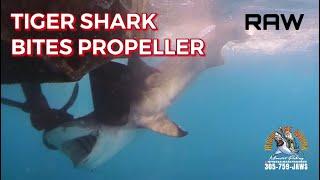 Tiger shark bites propeller @TheRealMarkTheShark @Thereelcrockett #tigershark #shark #propeller