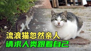 流浪猫忽然变得亲人，哀求人类跟自己走，女孩跟踪后目睹心酸一幕