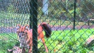 Rothund im Abenteuer Zoo Park in Metelen  - Angry Asiatic Wild Dog
