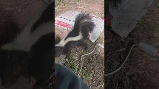 Skunk’s Happy Sounds #backyardwildlife #skunks #happygirl