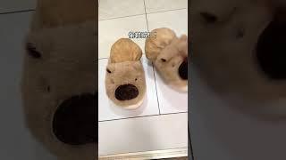 The little guinea pig is dragging the child. The daily records of the cute pets grown in the sli